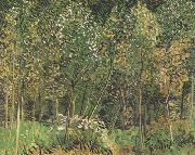 Vincent Van Gogh The Grove (nn04) Spain oil painting artist